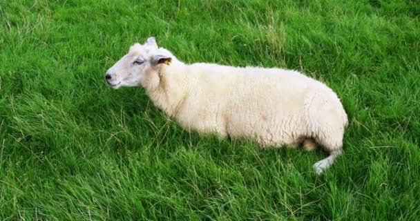 Schafe in Westerhever — Stockvideo