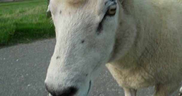 Sheep in Westerhever in Germany — Stock Video