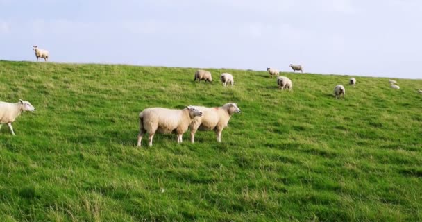 Schafe in Westerhever — Stockvideo