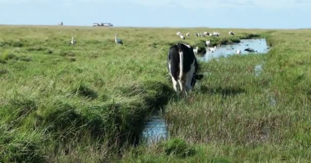 In het thurm cap van St. Peter-Ording in Duitsland — Stockvideo