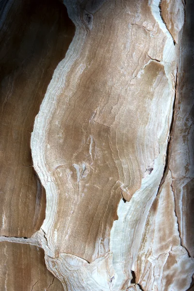 Detalle de una corteza de árbol —  Fotos de Stock