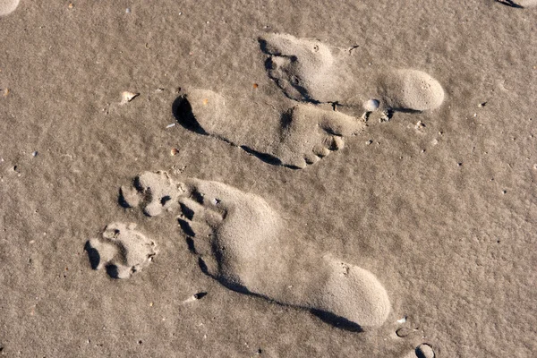 ワッデン海の上の足跡 — ストック写真