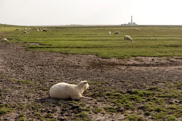 Schafe in Westerhever — Stockfoto