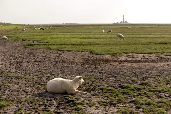 Scheep em Westerhever, na Alemanha — Fotografia de Stock