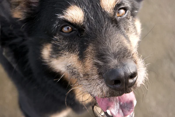 Cão na praia — Fotografia de Stock