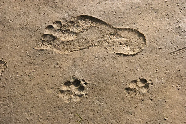 Wadden Denizi ayak izleri — Stok fotoğraf