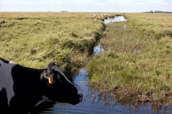 W pokrywie thurm St. Peter-Ording w Niemczech — Zdjęcie stockowe