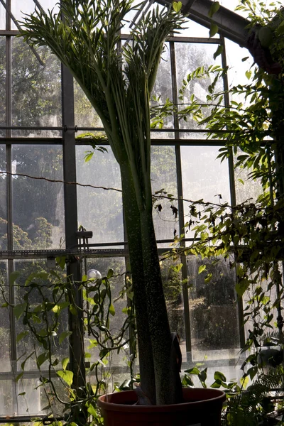 Titan arum Amorphophallus titanum Kiel Botanik bahçesinde — Stok fotoğraf