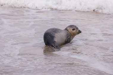 Amrum Beach Almanya üzerindeki mühür