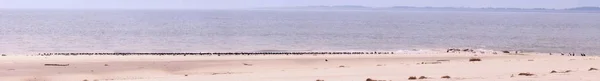 Panoramatický Pohled Tuleni Mořští Ptáci Ostrově Amrum Severního Moře — Stock fotografie
