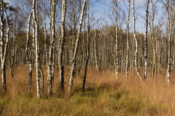 Moorlands w północnych Niemczech — Zdjęcie stockowe