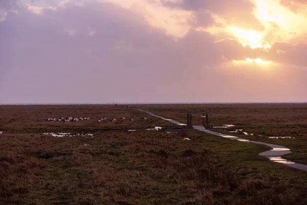 Storkar i thurm cap av St. Peter-Ording i Tyskland — Stockfoto