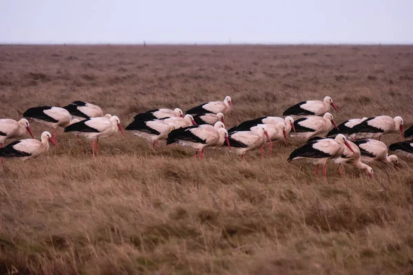 Cigognes Dans Chapeau Thurm Saint Pierre Ording Allemagne — Photo