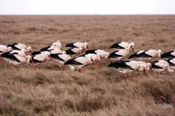 Storks in the thurm cap of St. Peter-Ording in Germany — Stock Photo, Image