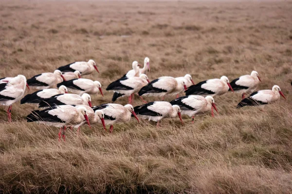 Storks in the thurm cap of St. Peter-Ording in Germany — Stock Photo, Image