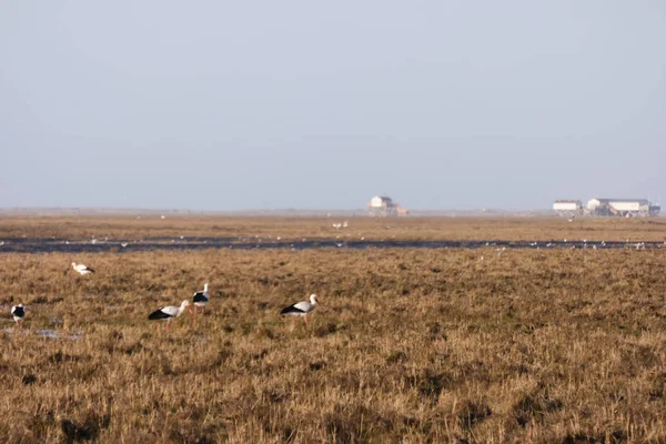 Cegonhas na calota da St. Peter-Ording na Alemanha — Fotografia de Stock