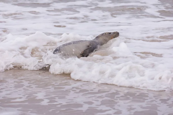 Zeehond op het strand van Amrum in Duitsland — Stockfoto