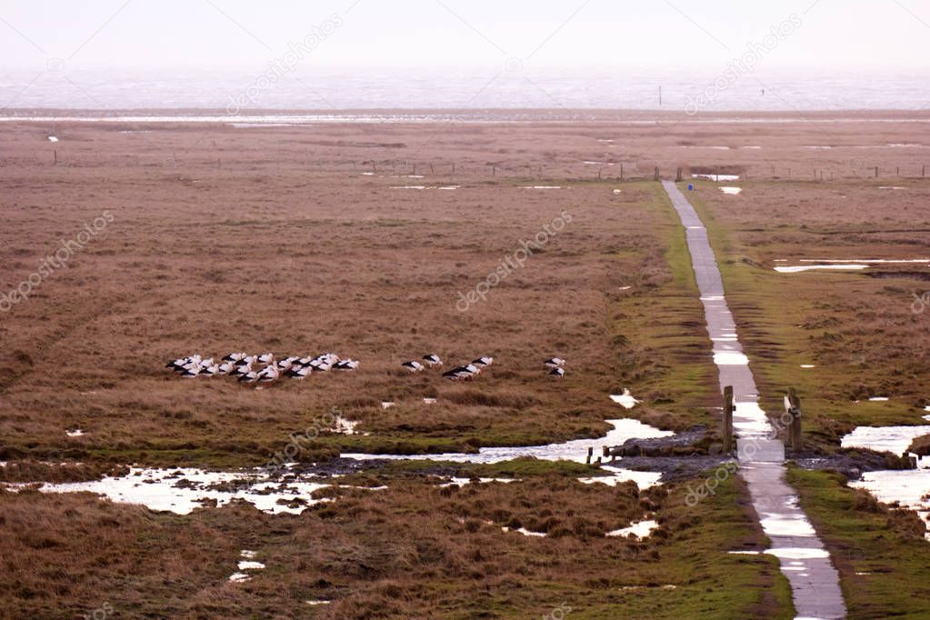 Storks in the thurm cap of St. Peter-Ording in Germany