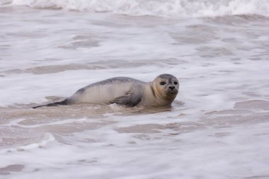 Amrum Beach Almanya üzerindeki mühür