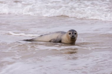Amrum Beach Almanya üzerindeki mühür