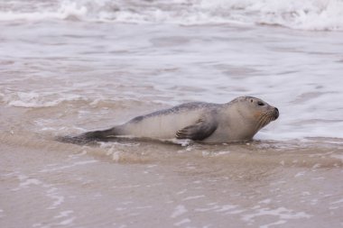 Amrum Beach Almanya üzerindeki mühür