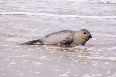 Amrum Beach Almanya üzerindeki mühür