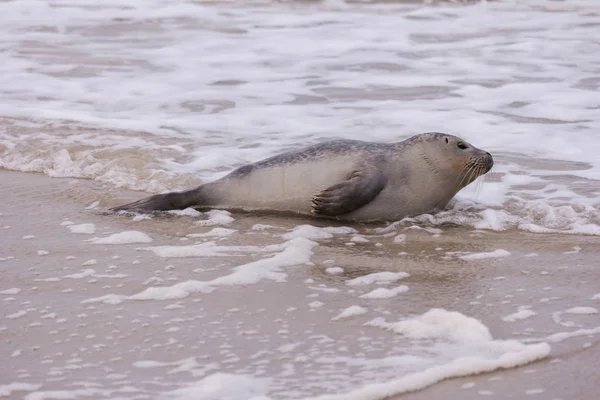 Zeehond op het strand van Amrum in Duitsland — Stockfoto