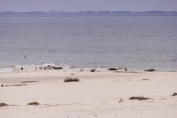 Zeehonden en vogels elk op Noord-Friese eiland Amrum in Duitsland — Stockfoto