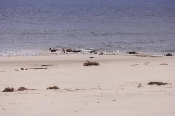 Seals and birds each on North Frisian island of Amrum in Germany — Stock Photo, Image