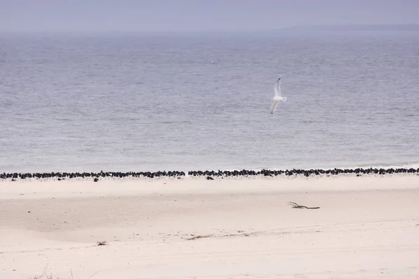 Frizce kuşlarda Beach Amrum Almanya'da ada — Stok fotoğraf