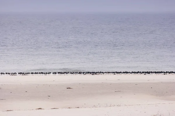 Fåglar på nordfrisiska ön strand i Amrum i Tyskland — Stockfoto