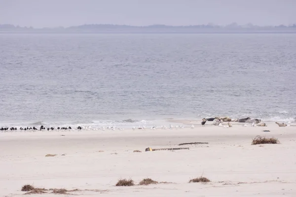 德国北弗里斯兰安鲁姆岛的海豹和鸟类 — 图库照片
