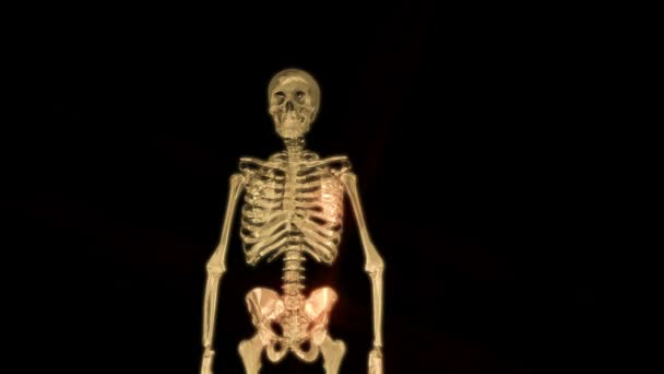 Digital 3D Animation of a human Skeleton — Stock Video