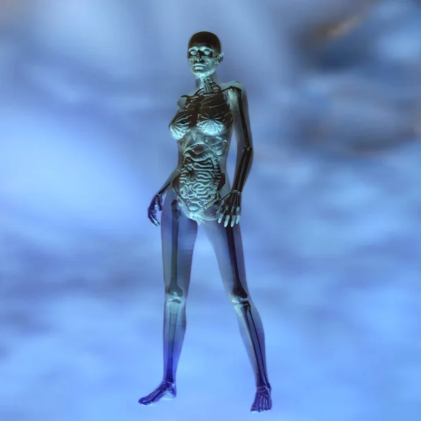 Digitale 3D-Darstellung der weiblichen menschlichen Anatomie — Stockfoto