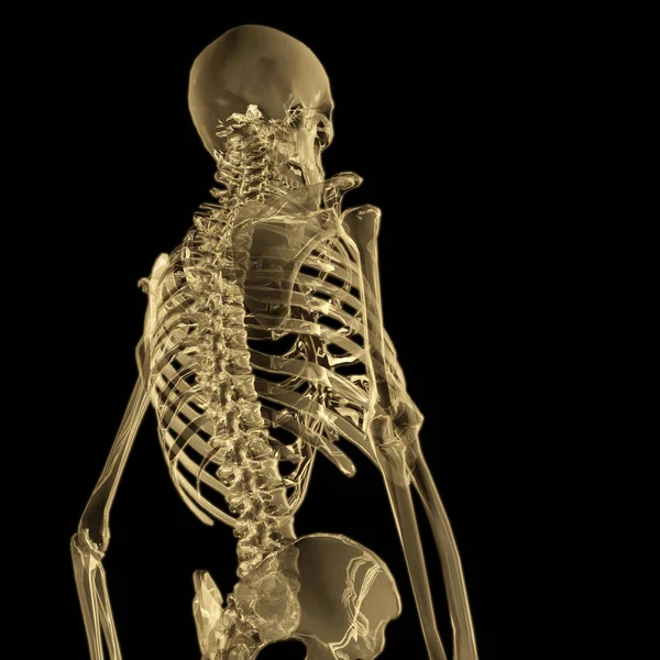 Rendering digitale 3D di uno scheletro umano — Foto Stock