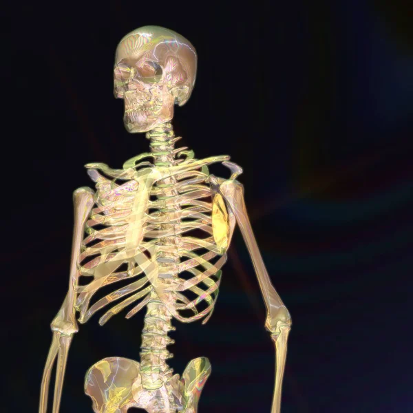 Representación digital 3D de un esqueleto humano — Foto de Stock