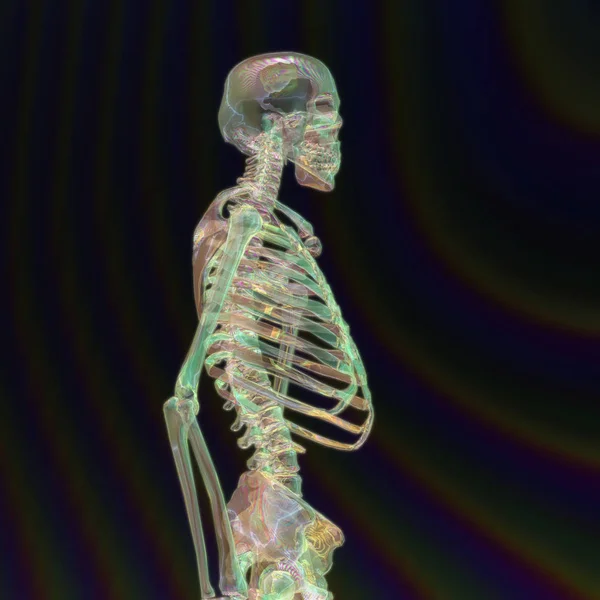 Digital 3D Rendering of a human Skeleton — Stock Photo, Image