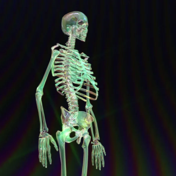 Rendering digitale 3D di uno scheletro umano — Foto Stock