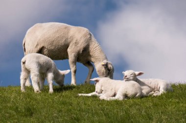 Lambs on the dike of Westerhever in Germany clipart