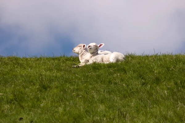 Lamm Vallen Westerhever Tyskland — Stockfoto