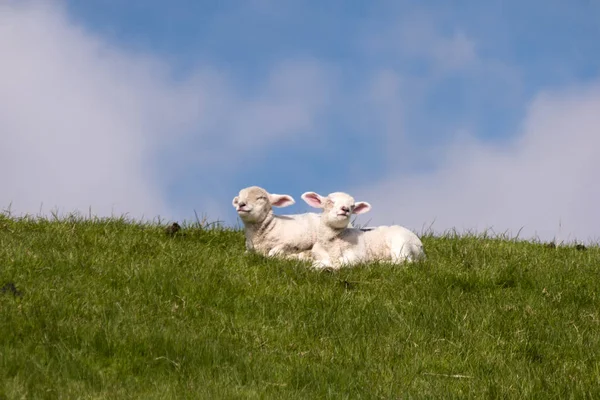 在德国威斯特赫威尔堤上的羔羊 — 图库照片