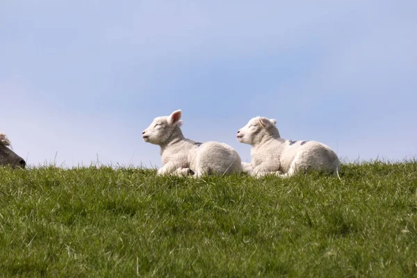 Lamm på vallen av Westerhever i Tyskland — Stockfoto