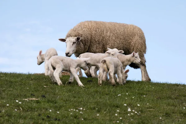 Lammeren op de dijk van Westerhever in Duitsland — Stockfoto