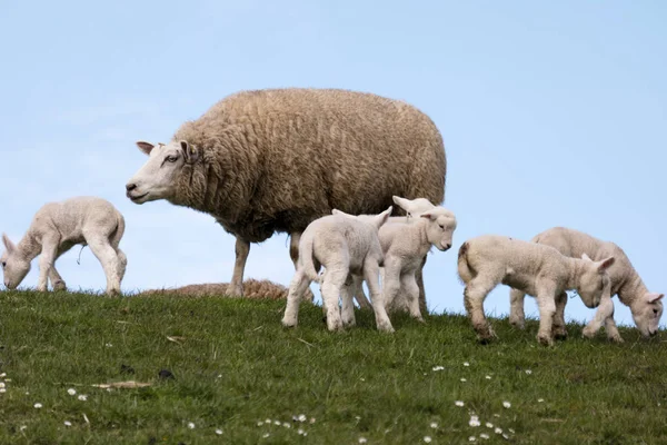 Lamm på vallen av Westerhever i Tyskland — Stockfoto