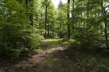 Almanya üzerinde Hiking Trail Spessartweg
