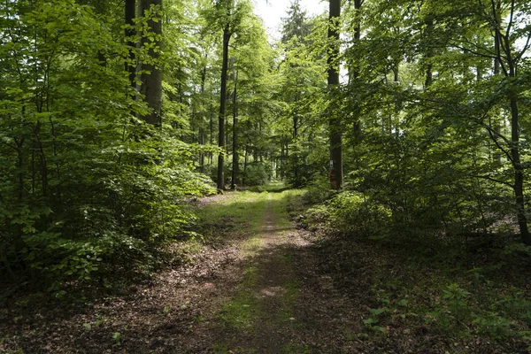 Hiking Trail Spessartweg Germany — Stock Photo, Image