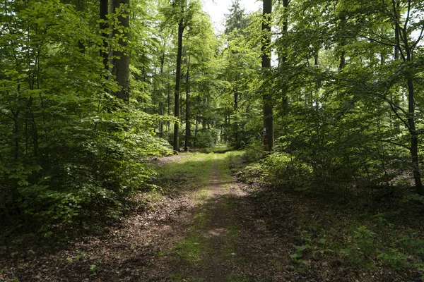 Wandelweg Spessartweg Duitsland — Stockfoto