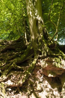 Almanya üzerinde Hiking Trail Spessartweg