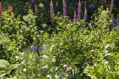 Geremany Çiçek bahçesinde