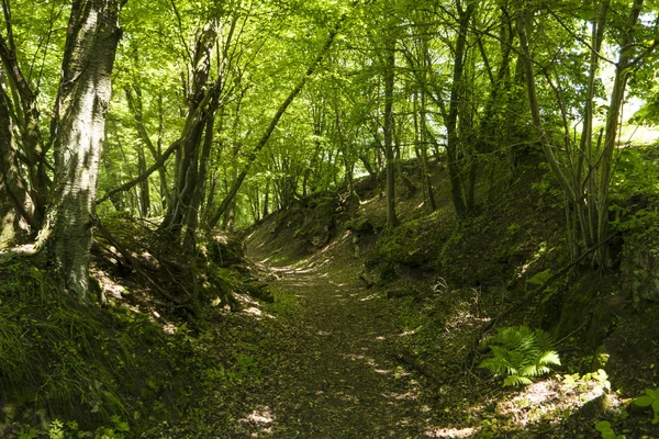 Hiking Trail Spessartweg Germany — Stock Photo, Image